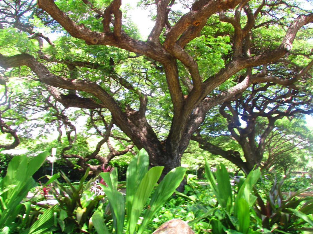 Queen Kapiolani Garden景点图片