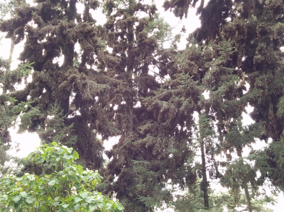 Ejido El Rosario-Tetela de Ocampo必去景点