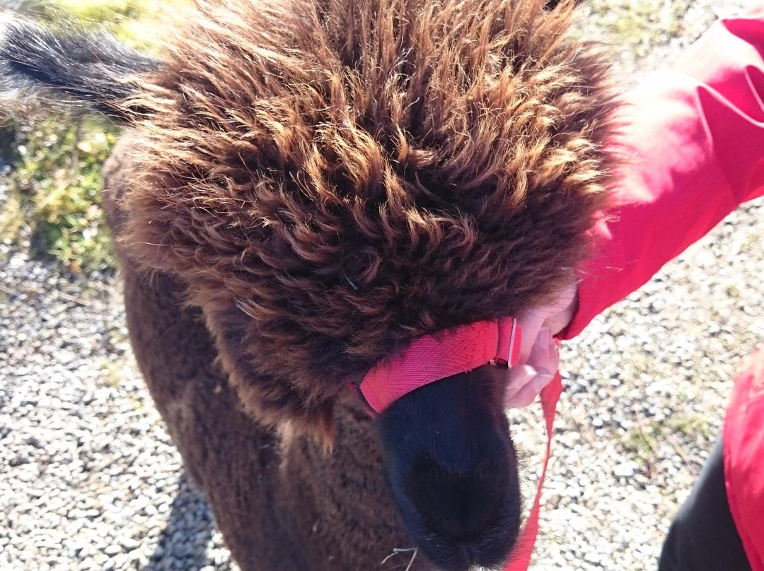 Alpagas Brise Des Champs-Mirabel必去景点