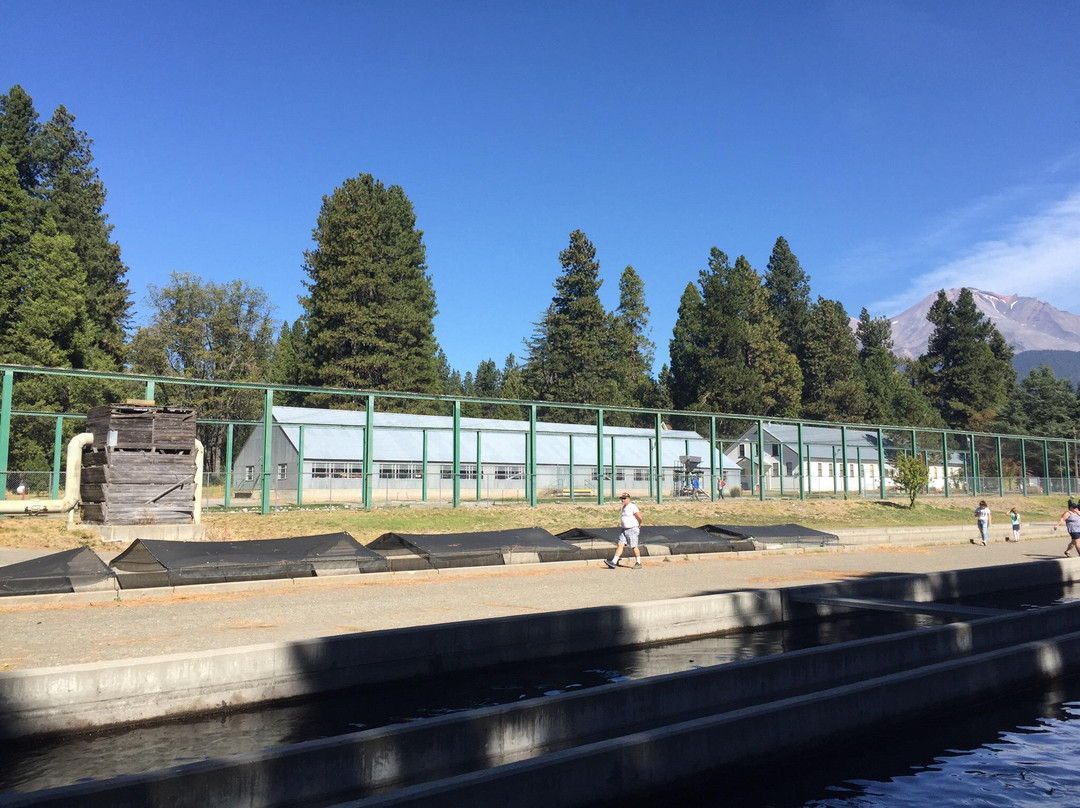 Mount Shasta Fish Hatchery景点图片