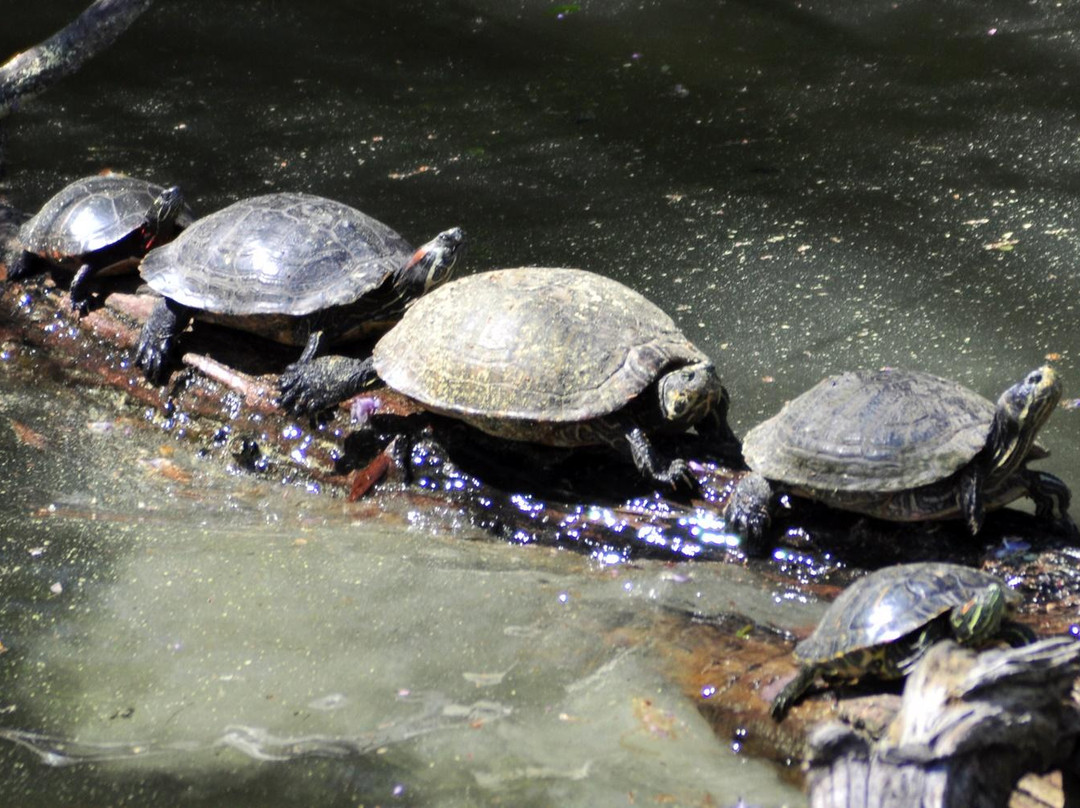 皮德蒙特公园-亚特兰大必去景点