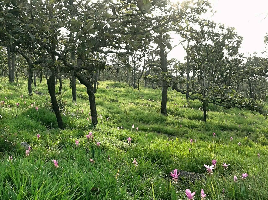 Kra Jiao Flower Field景点图片