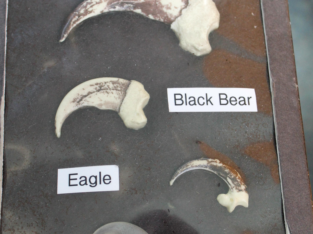 Lake Minnewanka Cruise-班夫必去景点