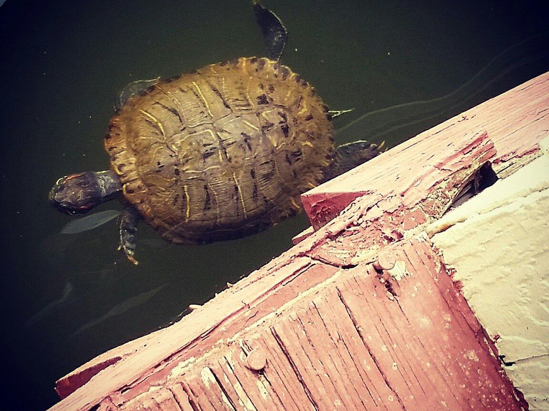 Magic Springs Theme and Water Park-温泉城必去景点
