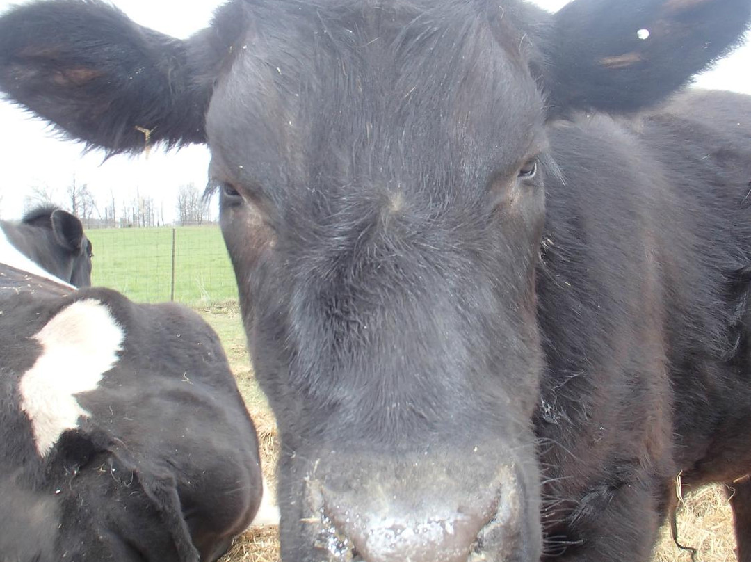 Sunrise Animal Sanctuary-马里斯维尔必去景点