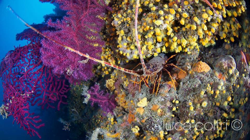 Pianeta Blu Diving Center-文蒂米利亚必去景点