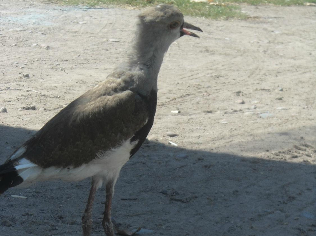 Hostel Rogupani主图