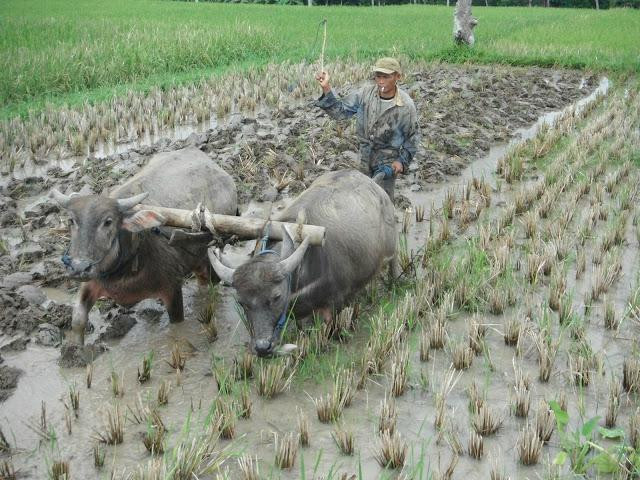 Ijen Miner Tours-巴纽旺宣必去景点