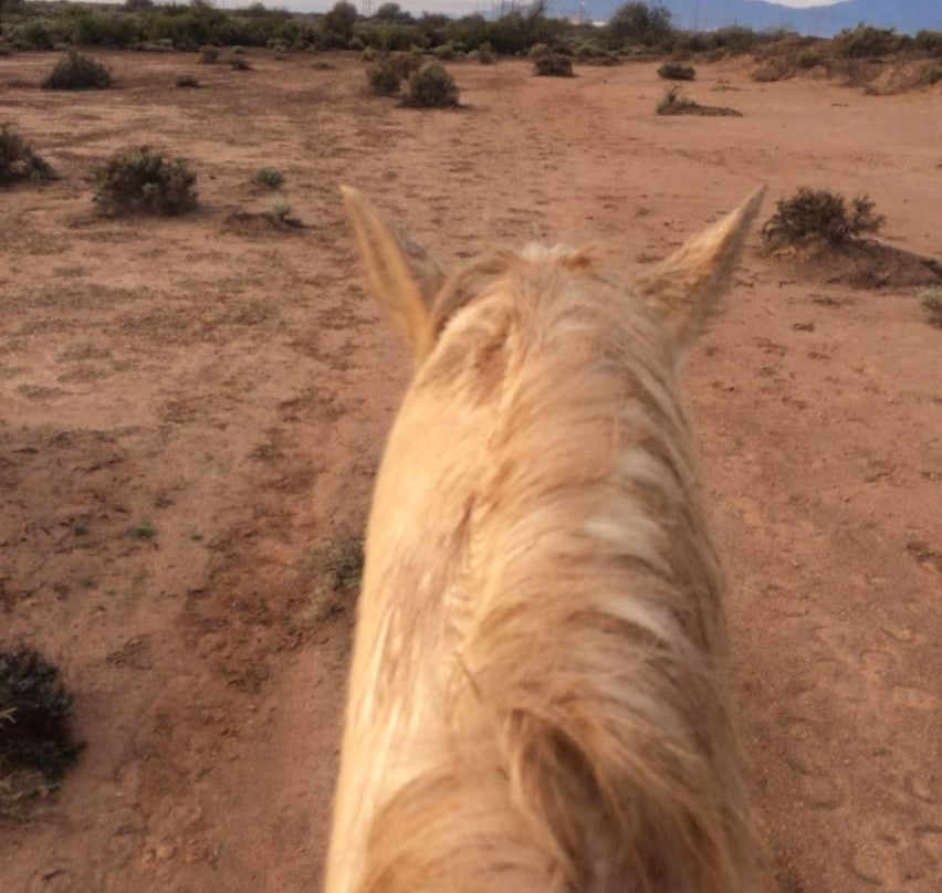 KOLI Equestrian Center-钱德勒必去景点