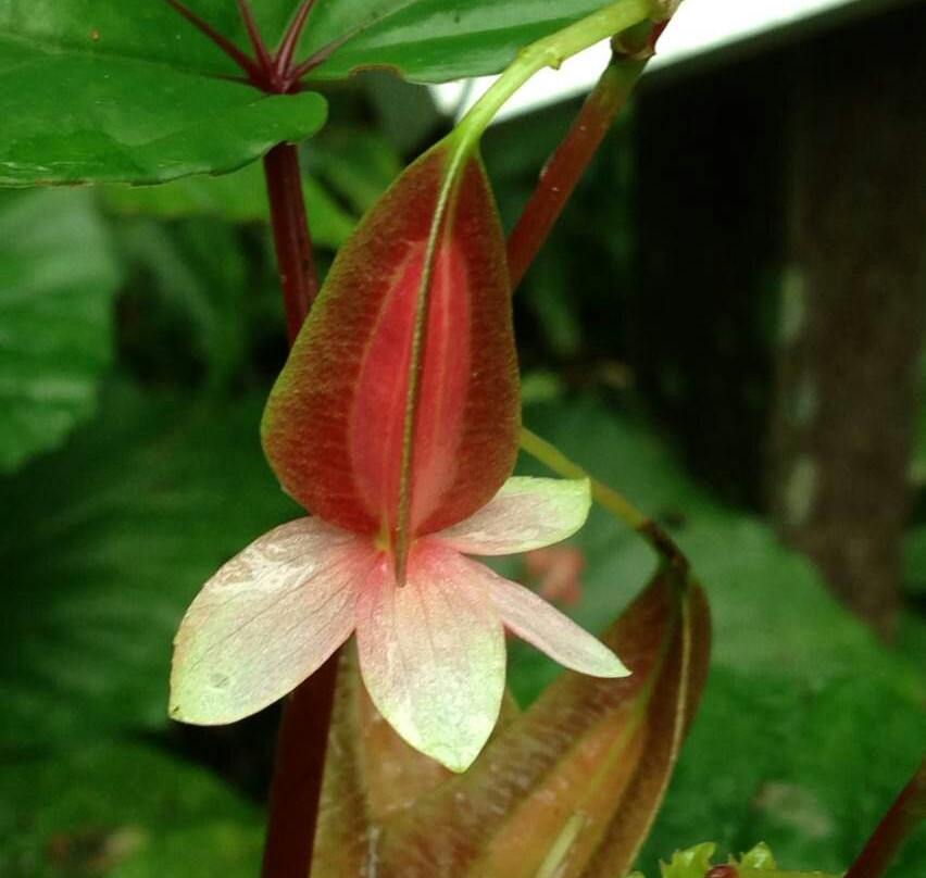 富境花庄-亚庇必去景点