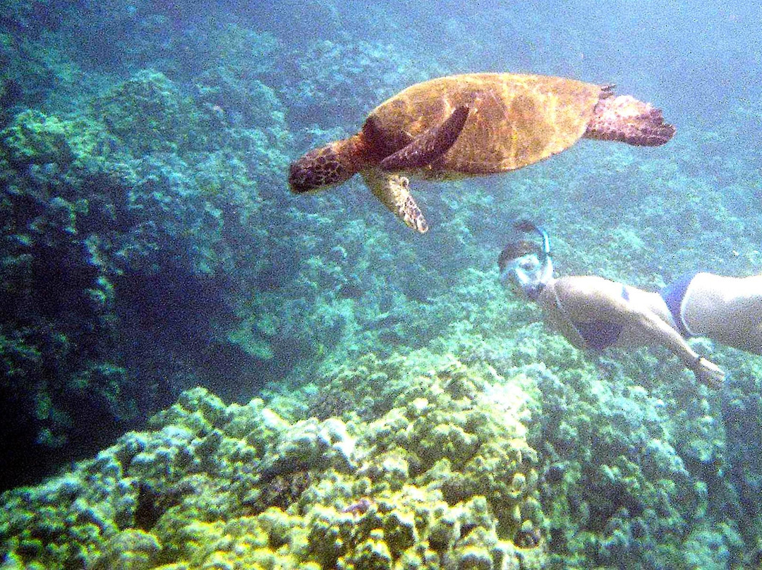 Kohala Kayak Club景点图片