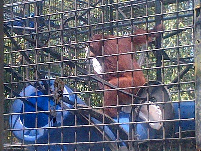 Kawasan Arboretum Nyaru Menteng-帕朗卡拉亚必去景点