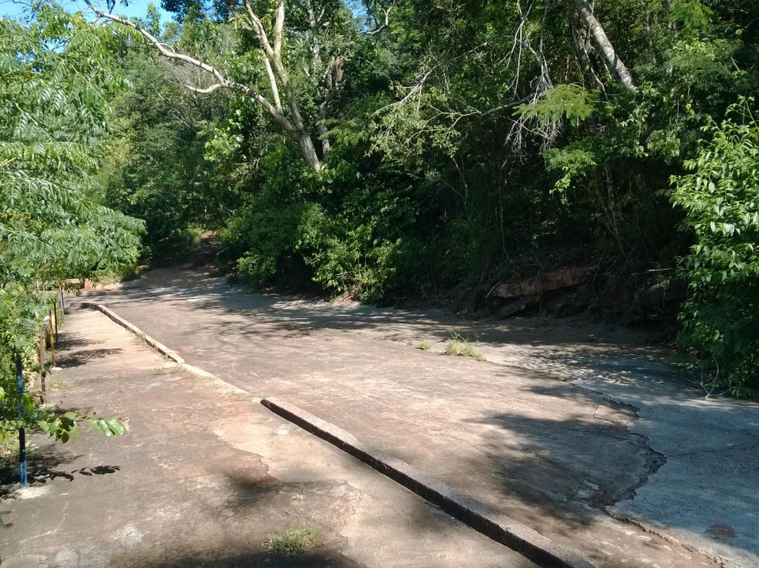 Parque Arthur Thomas-Londrina必去景点