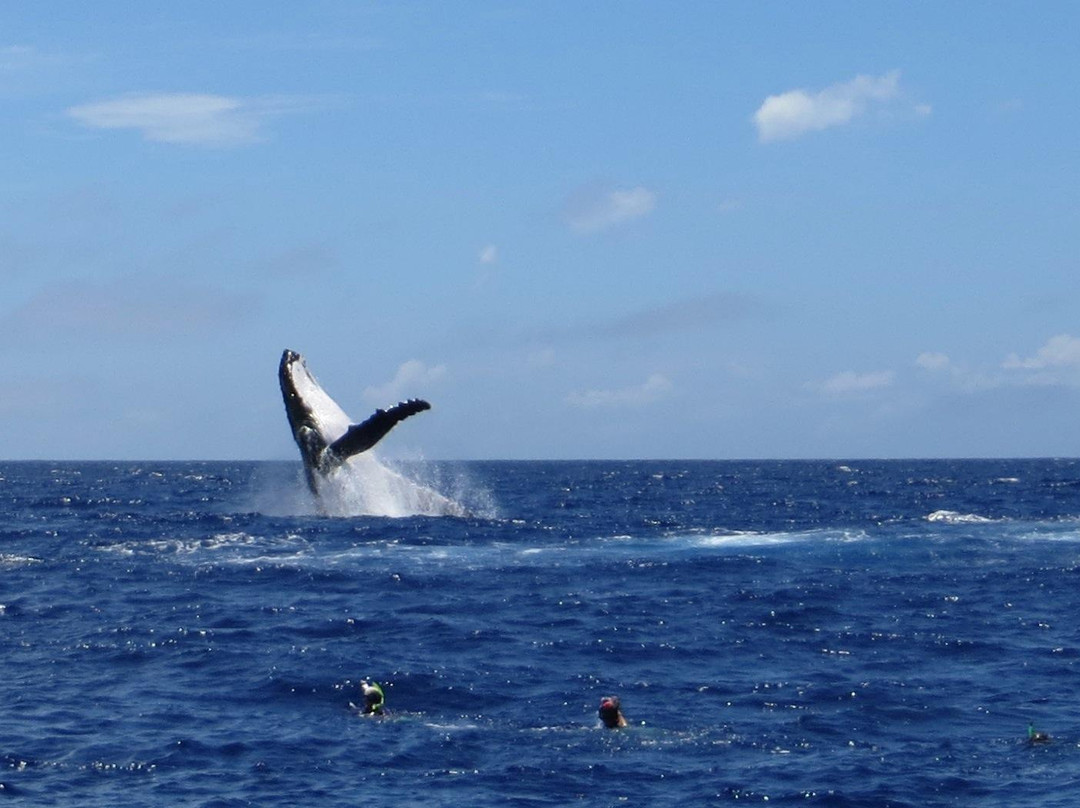 Whales in the Wild-Neiafu必去景点