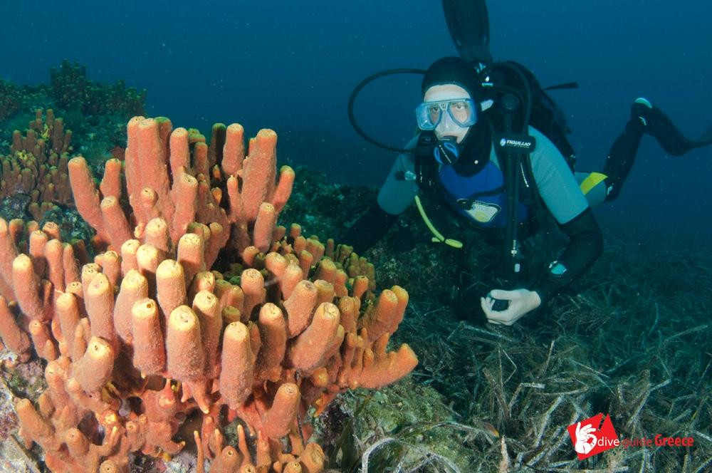 Poseidon Diving Academy-Neos Marmaras必去景点