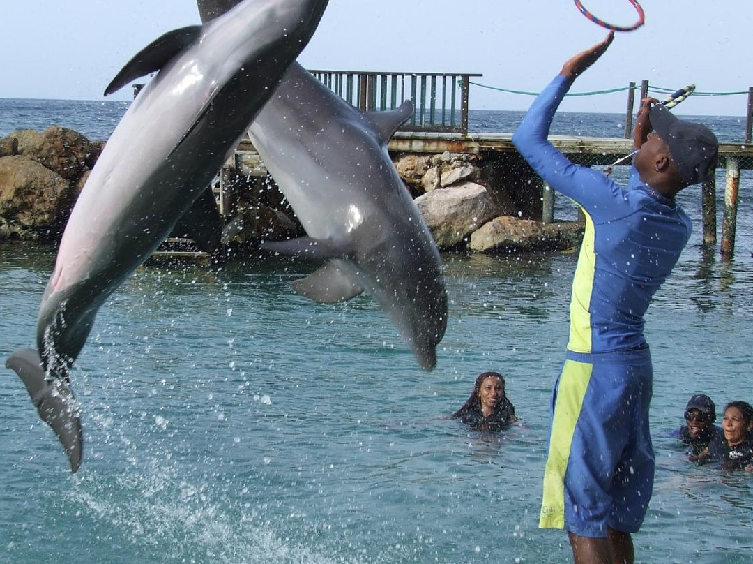 Dolphin Cove Montego Bay景点图片