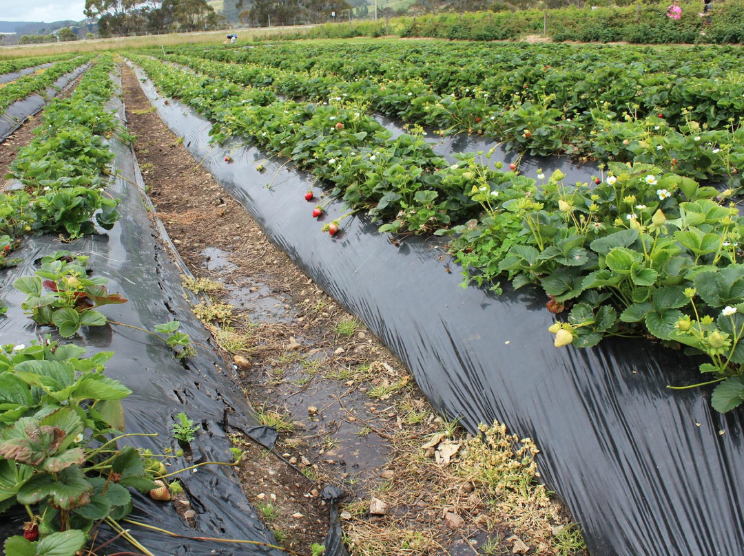 Turners Beach Berry Patch‎景点图片