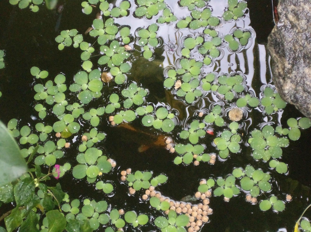 Pousada Kariba