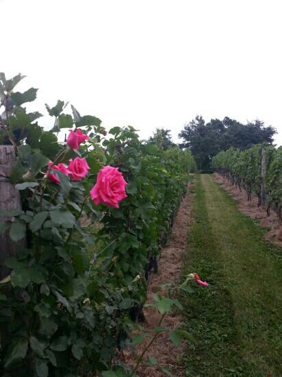 Malivoire Wine Company景点图片