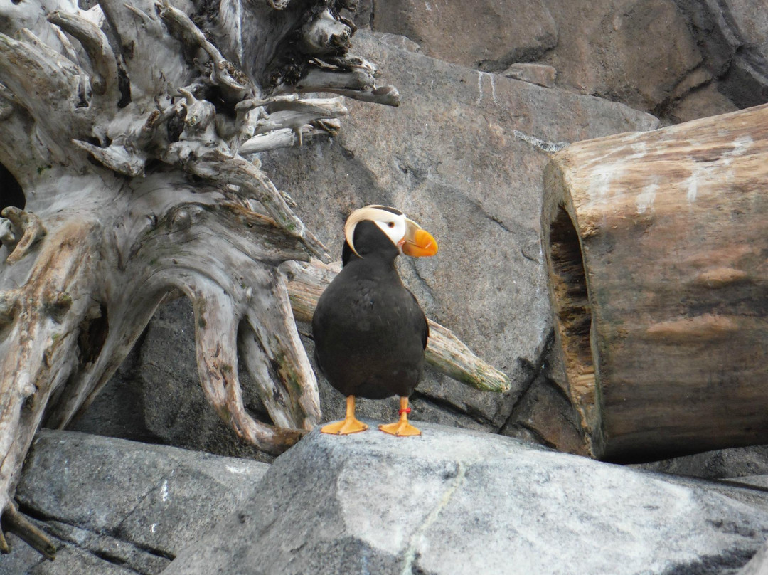 阿拉斯加海洋生物中心-苏厄德必去景点