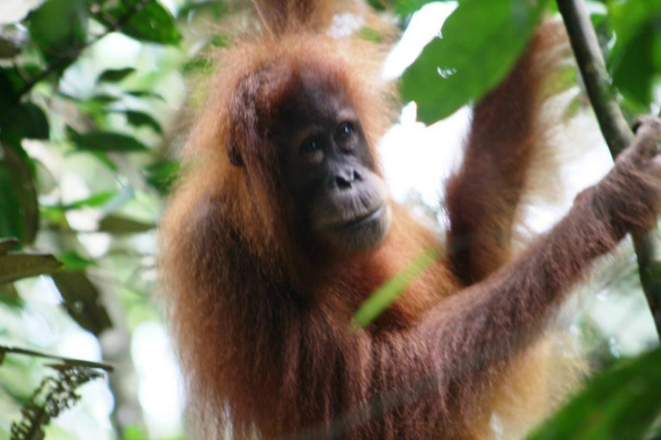 Bukit Lawang Holiday-武吉拉旺必去景点