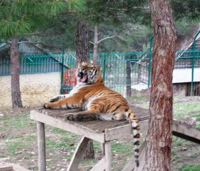 Safari Park景点图片