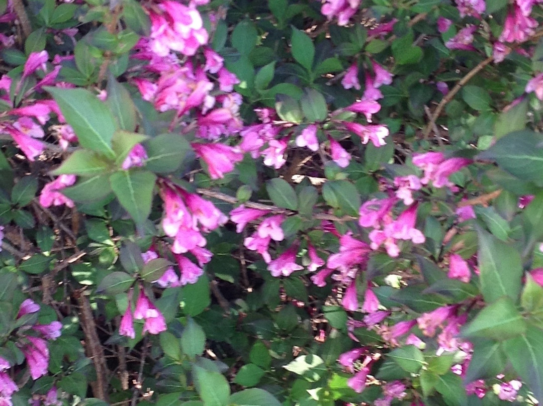 Sonora Gardens Farmstead Bed and Breakfast主图