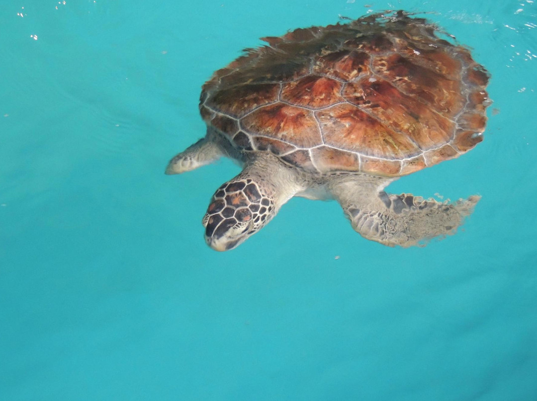 Oceanário de Aracaju-阿拉卡茹必去景点