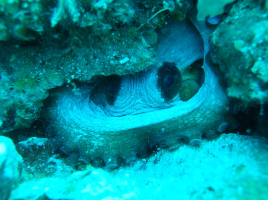 European Diving Institute - Centre de plongee en Crete-伊拉克利翁必去景点