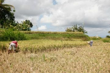 Bali Cycling Tours - Bali Moon Group景点图片