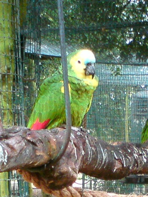 Amazona Zoo-克罗默必去景点
