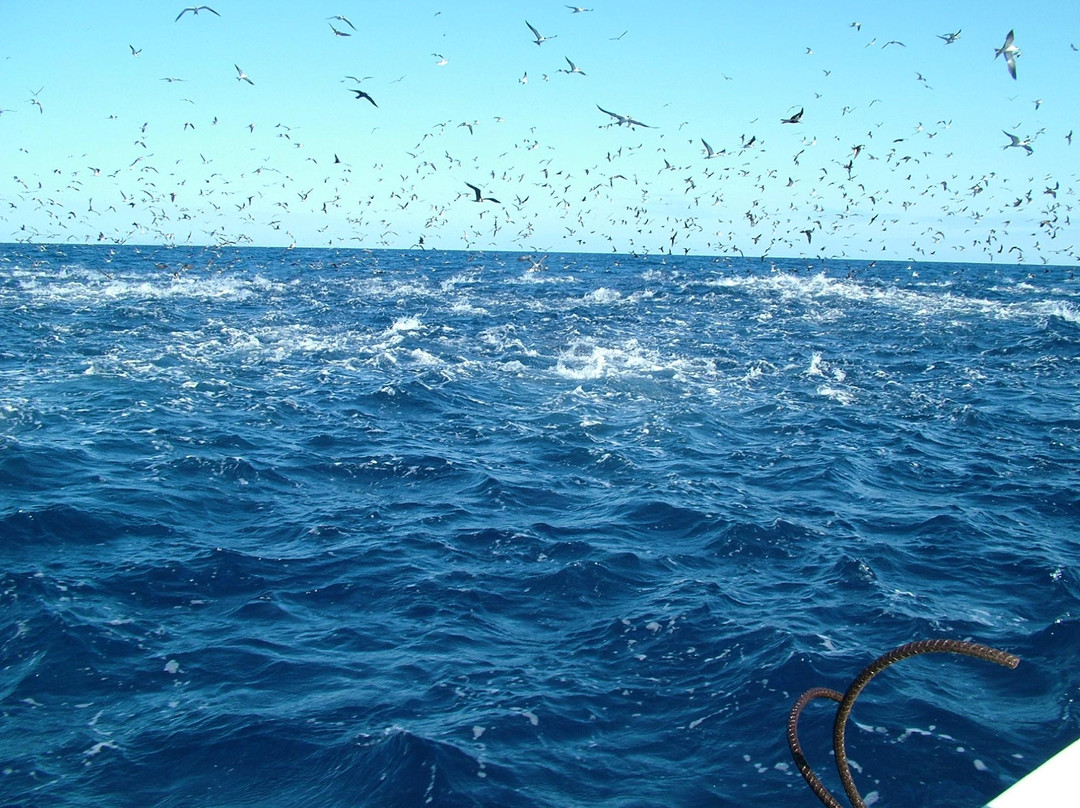 Sport Fishing Fiji-辛加东卡必去景点