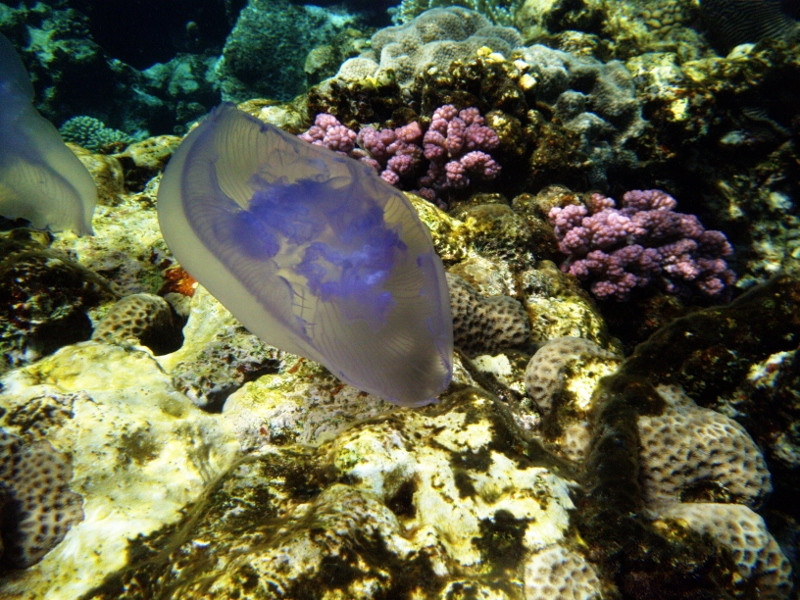 Coral Beach Nature Reserve-埃拉特必去景点