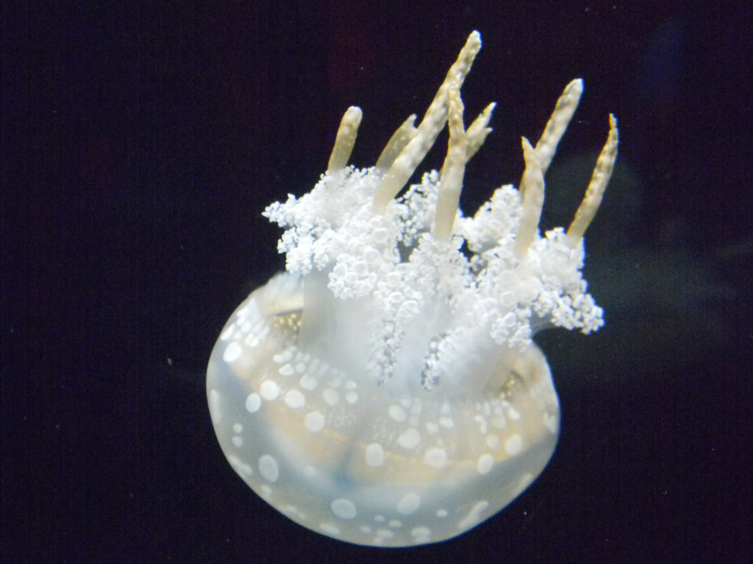 谢德水族馆景点图片