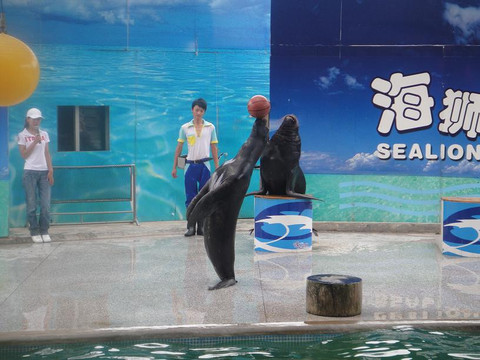 长隆飞鸟乐园-广州市必去景点