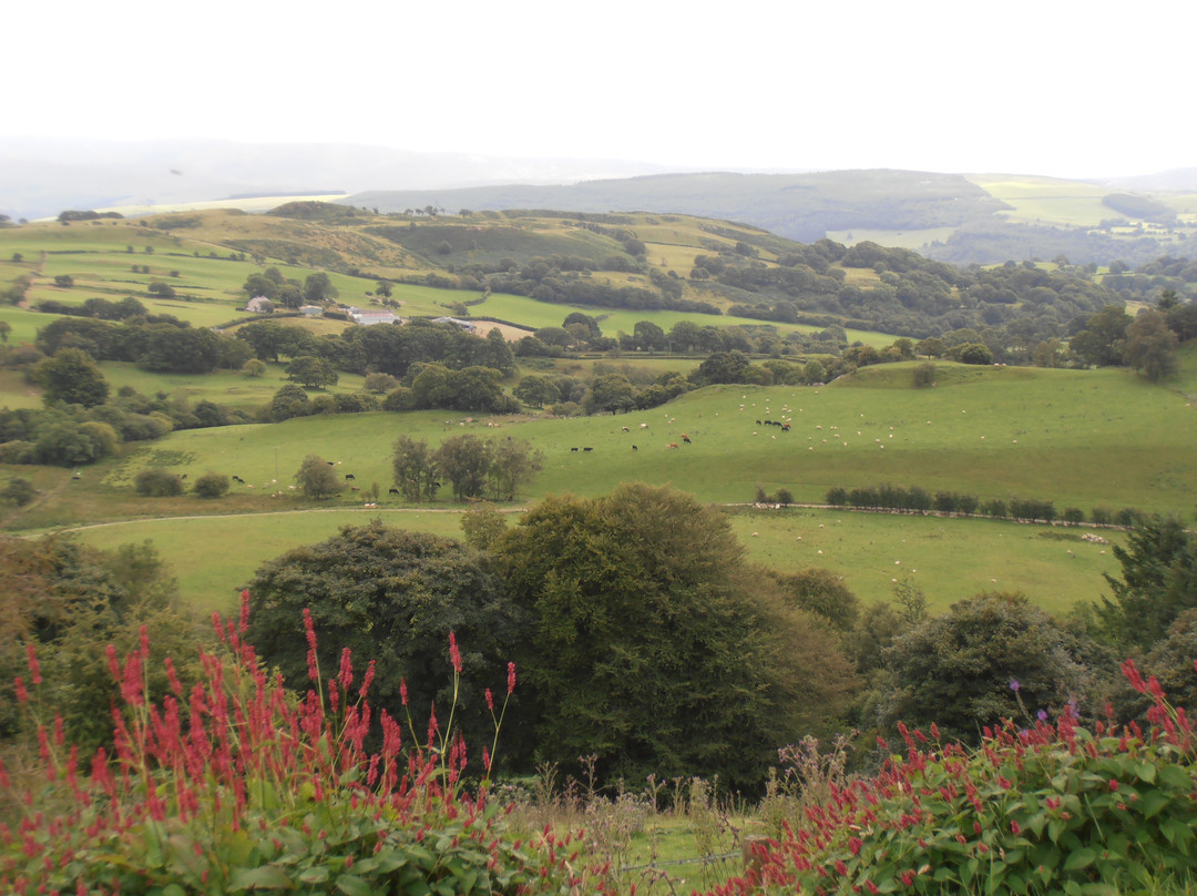 Caerau Gardens景点图片