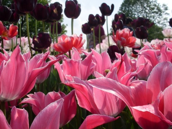 华盛顿公园-奥尔巴尼必去景点