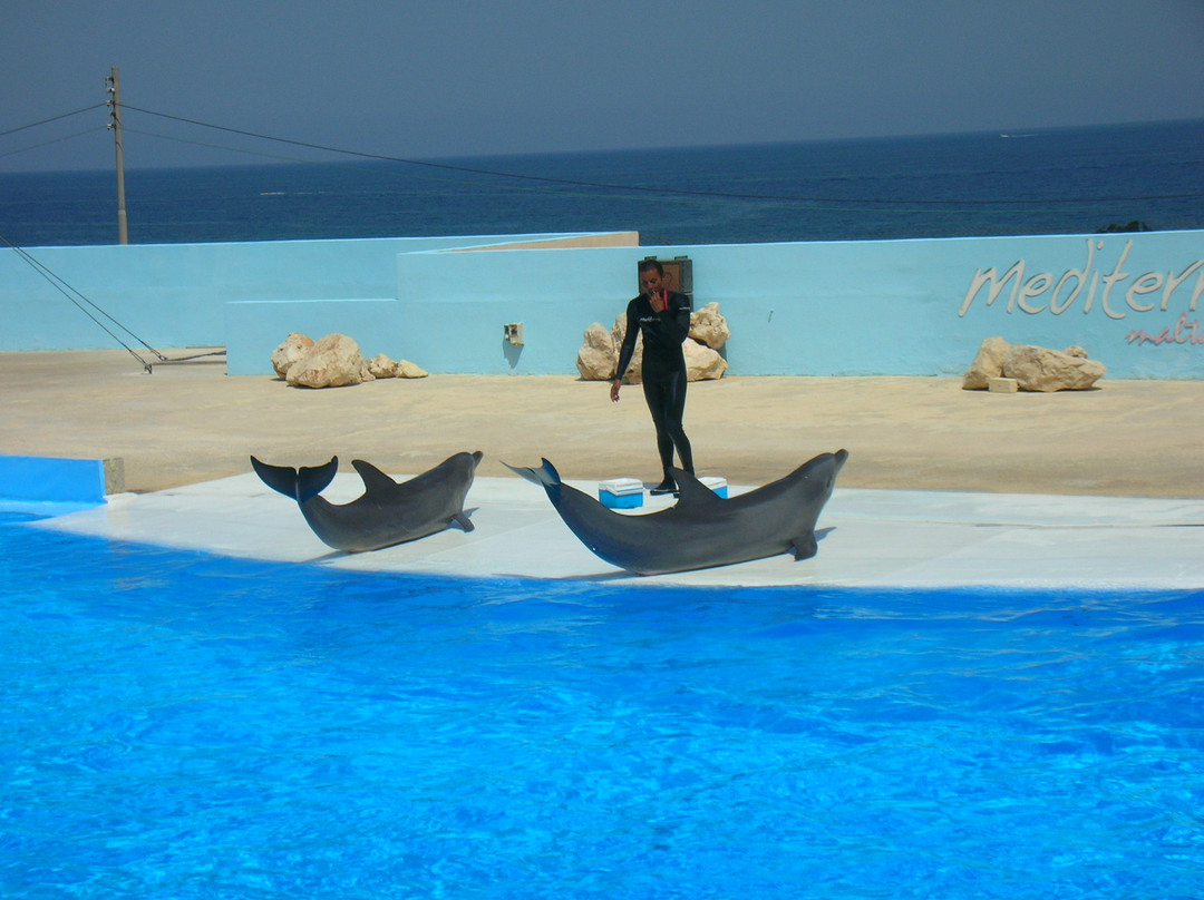 Gharghur旅游景点-Mediterraneo Marine Park