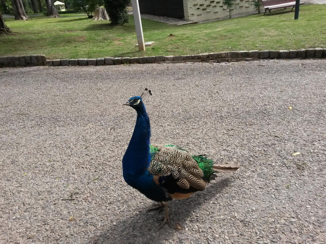 Parque Rodo-Minas必去景点