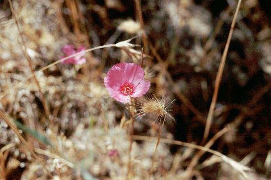 San Andreas Fault Trail-洛思阿图斯必去景点