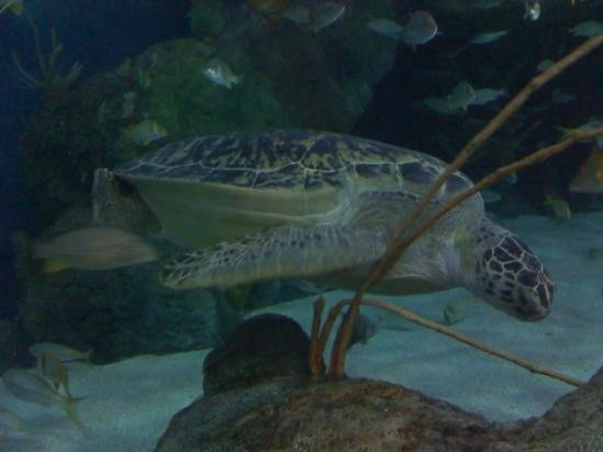 里普利水族管-美特尔海滩必去景点