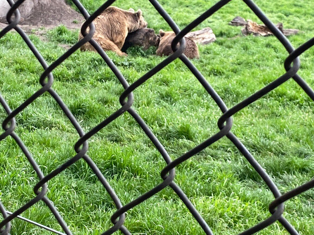 Bear Farm景点图片