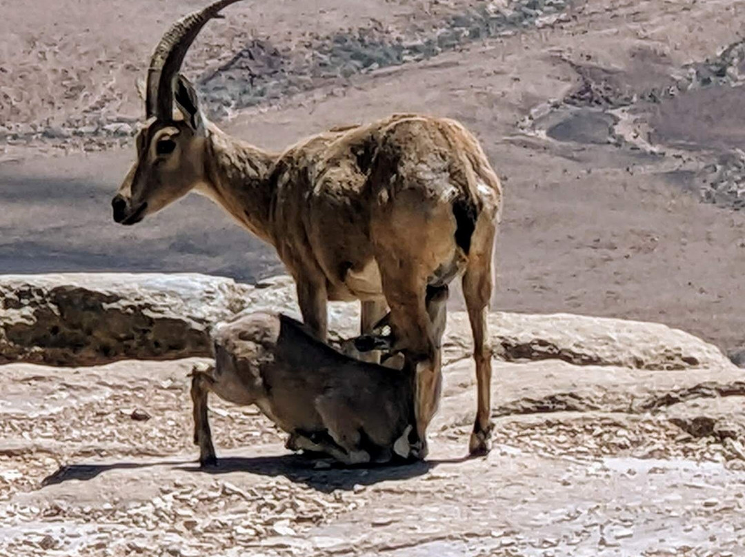 Via Sabra - Unfolding Israel-Kefar Sava必去景点