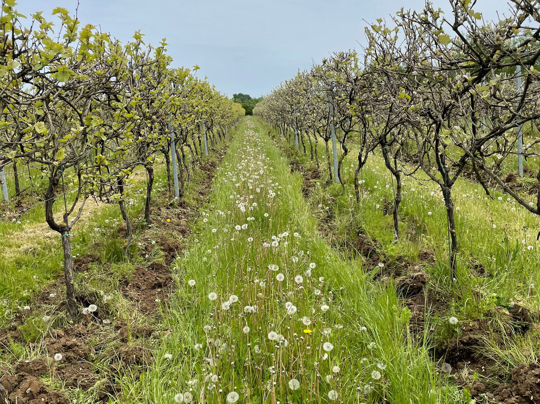Saffron Grange Vineyard景点图片