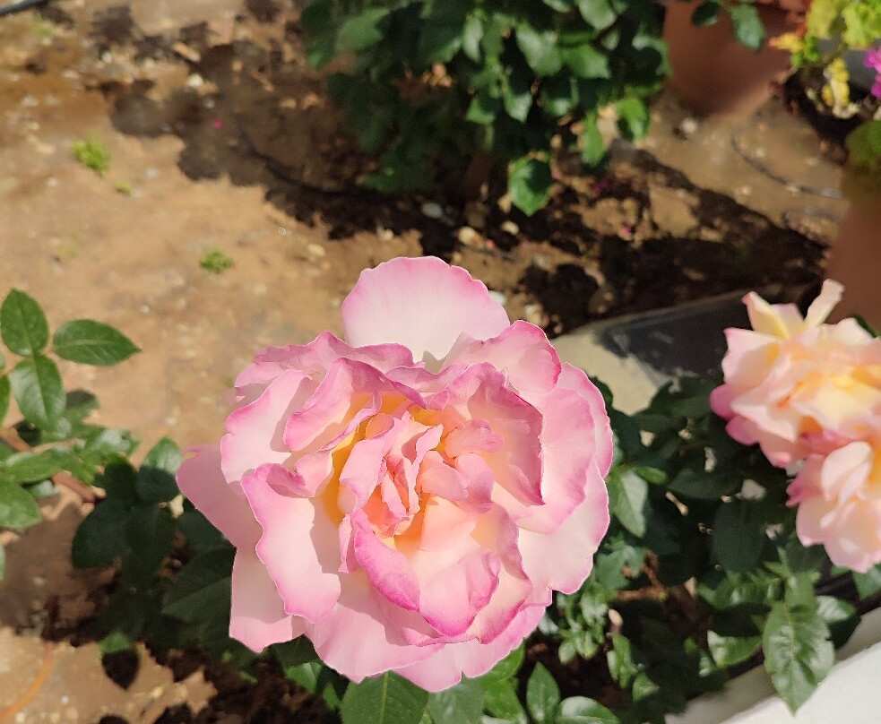 Kalidon Beach Hotel主图