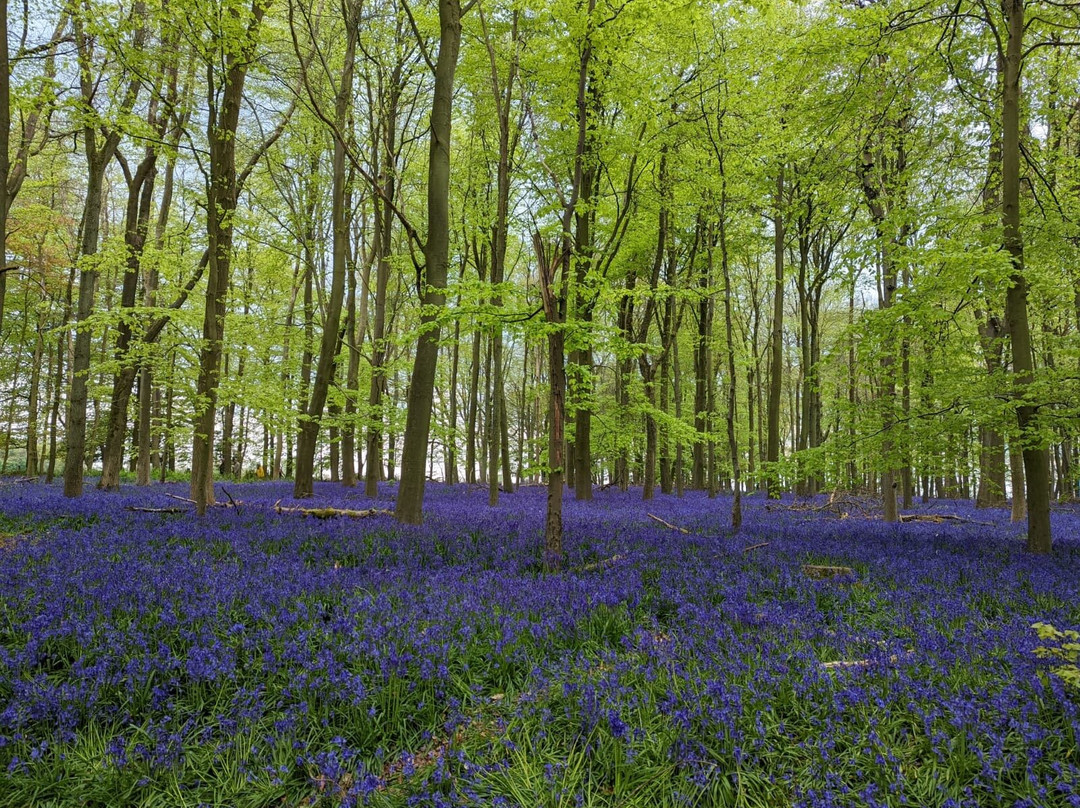 National Trust - Ashridge Estate-Berkhamsted必去景点