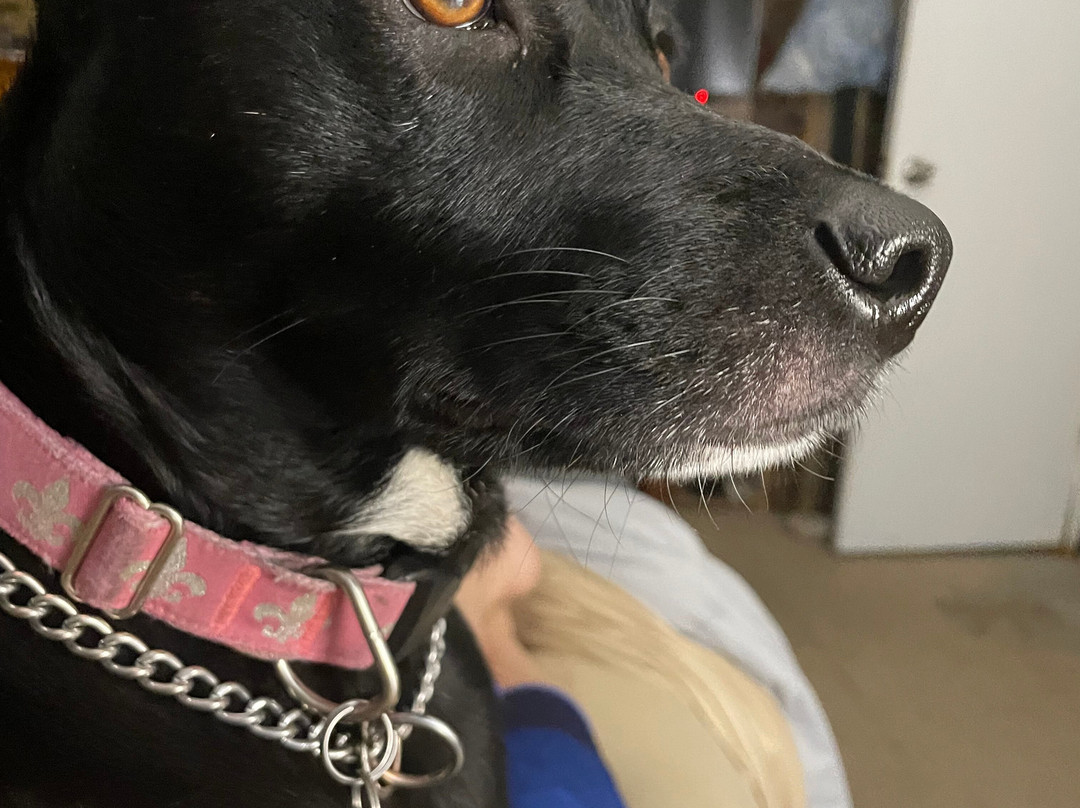 Wickenburg Dog Park-Wickenburg必去景点