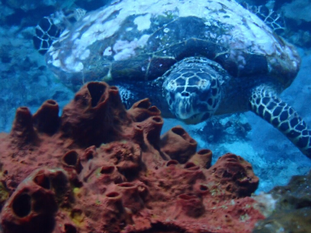 亚洲Scuba中心-蓝梦岛必去景点