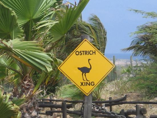 Aruba Ostrich Farm-奥腊涅斯塔德必去景点