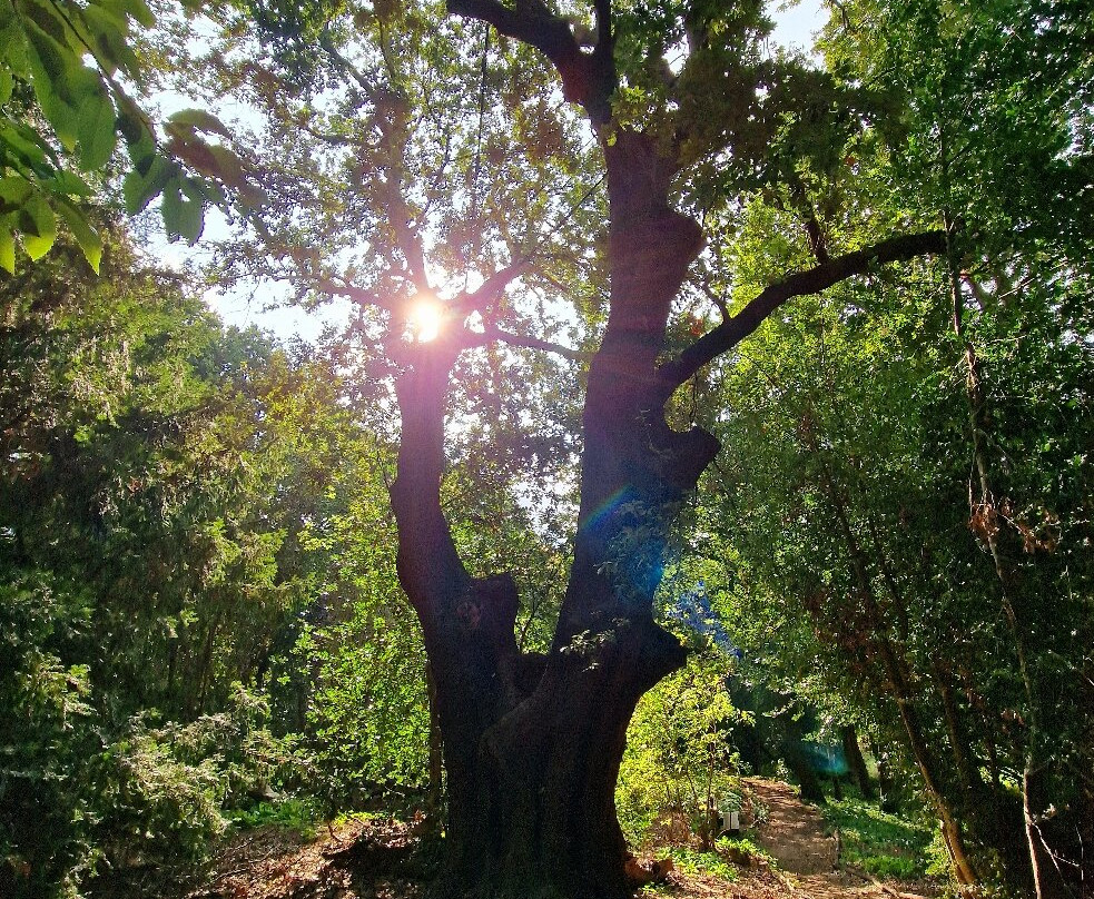Warley Place Nature Reserve景点图片